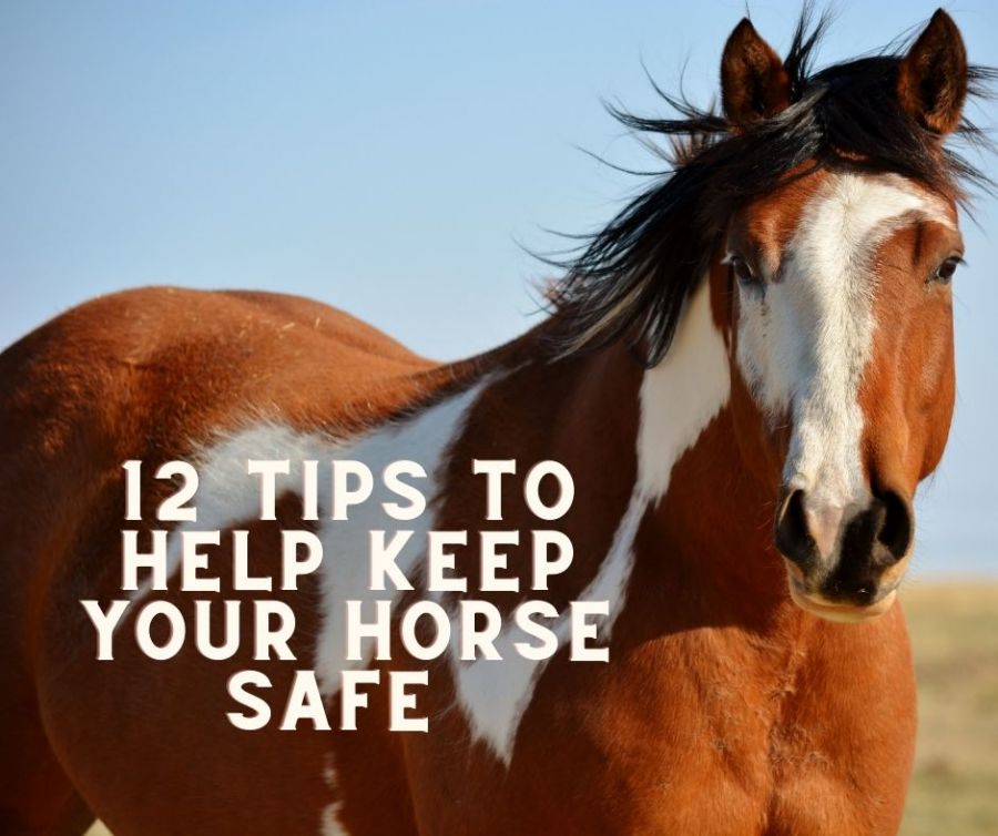 store/news/422/12 Tips to Help Keep Your Horse Safe.jpg